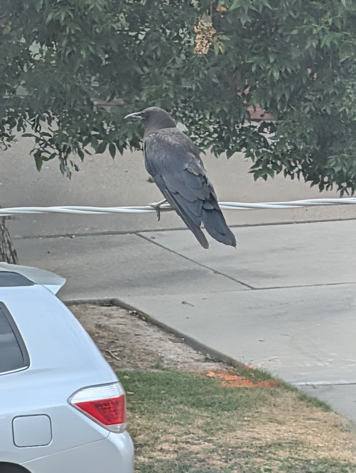 A crow perched on a cable above a pavement, seen from behind