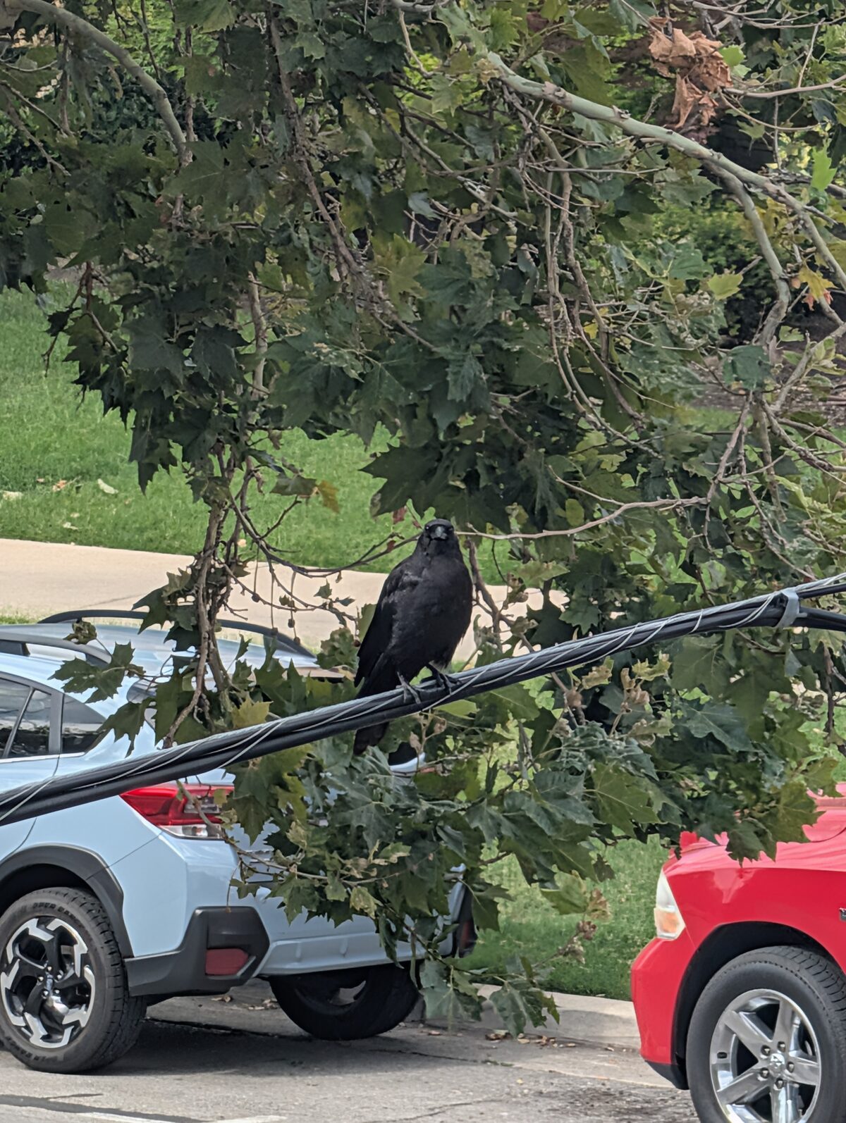 A crow on a power line turned to face the camera directly
