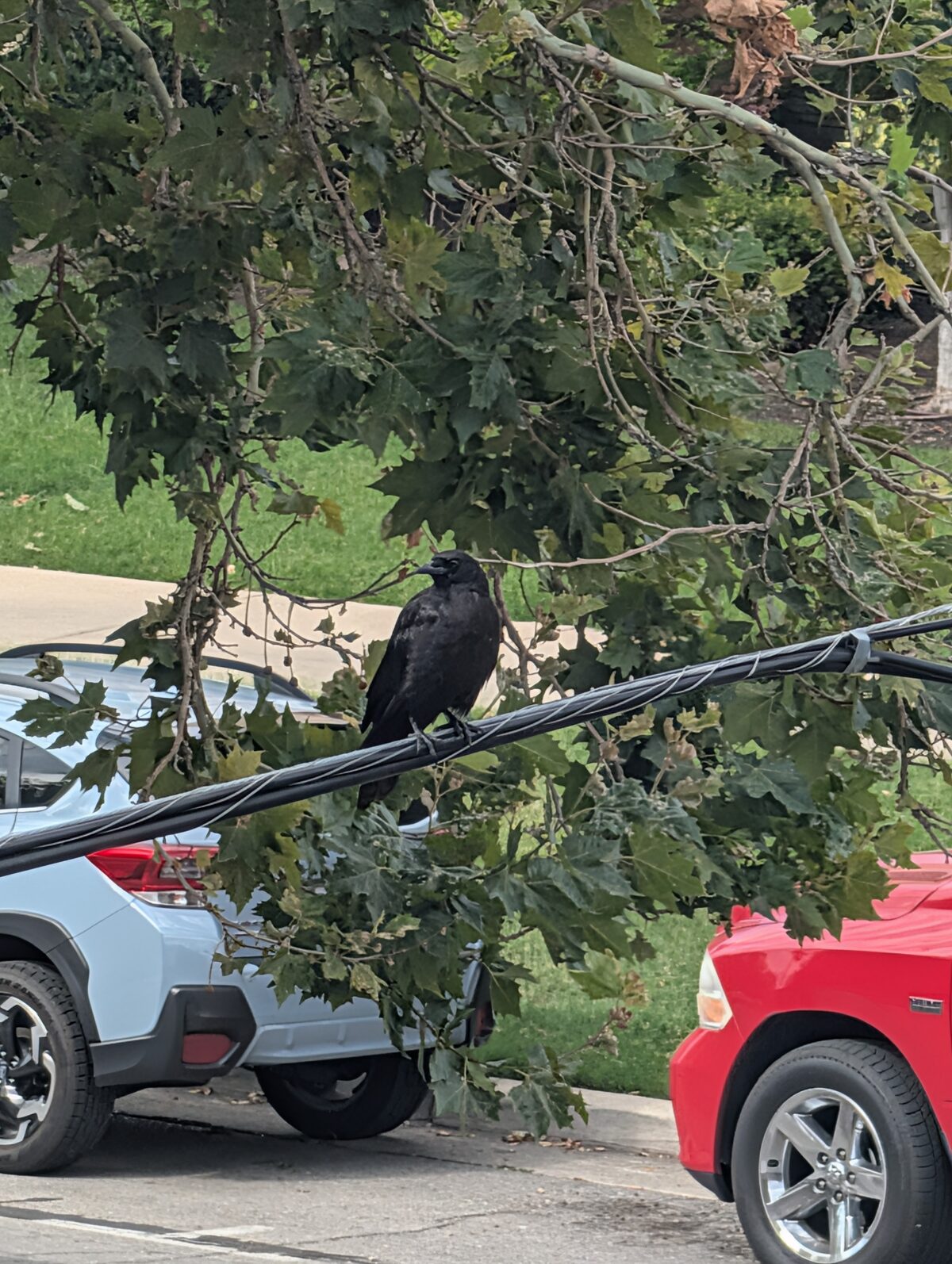 A crow perched on a power line under a sycamore, parked cars below