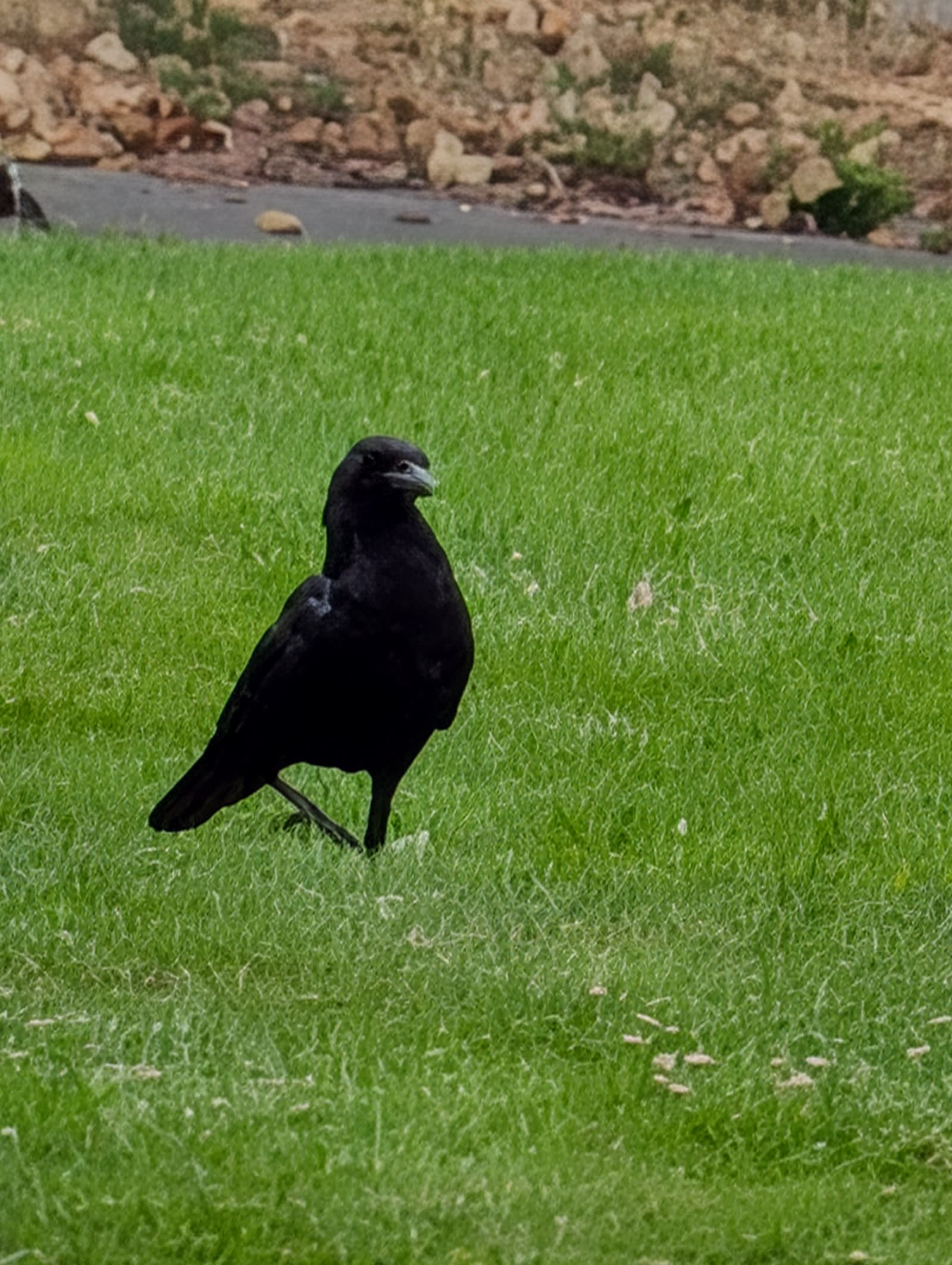 An American crow standing on grass, head turned toward the camera