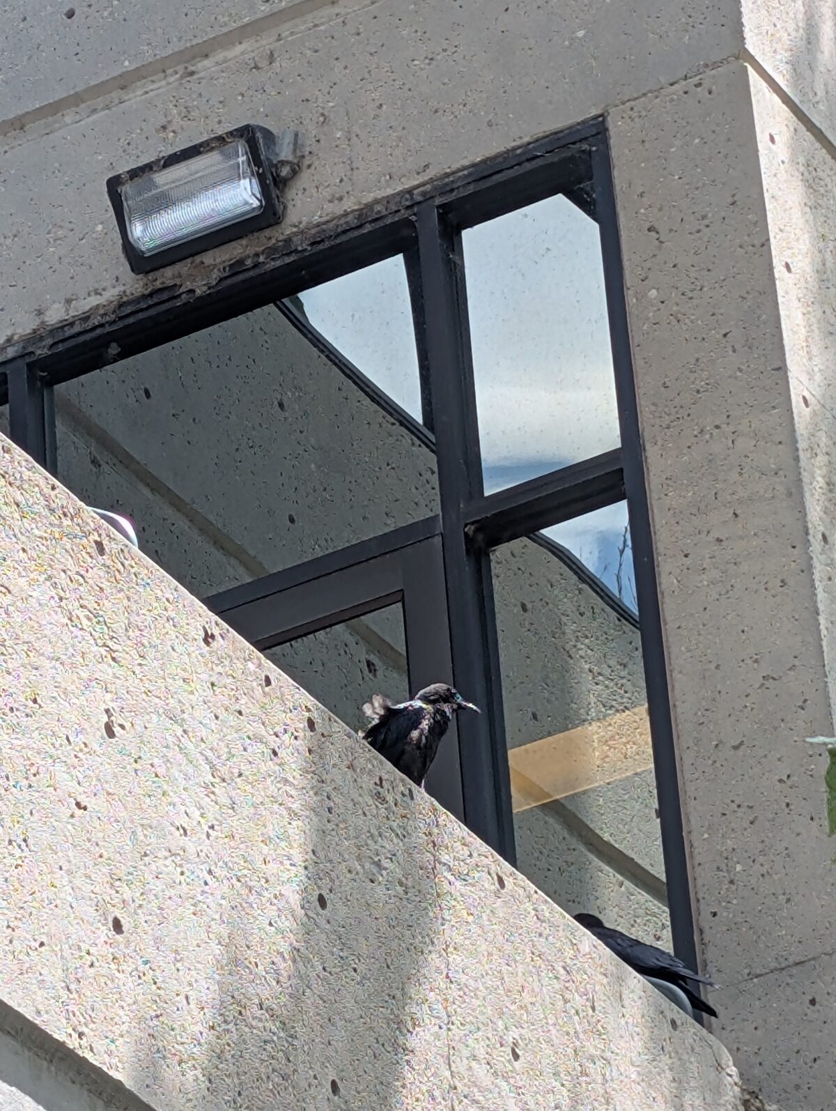 A scruffy young crow on a concrete ledge beside a window, another crow's tail just visible below