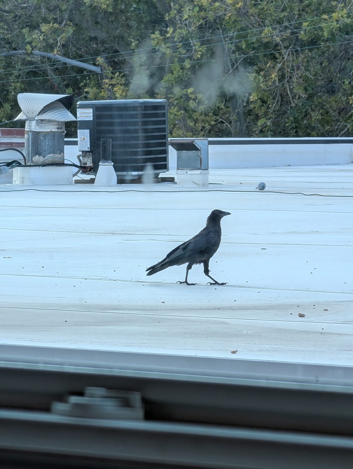 A fledgling crow walking across a flat white roof, seen through a window