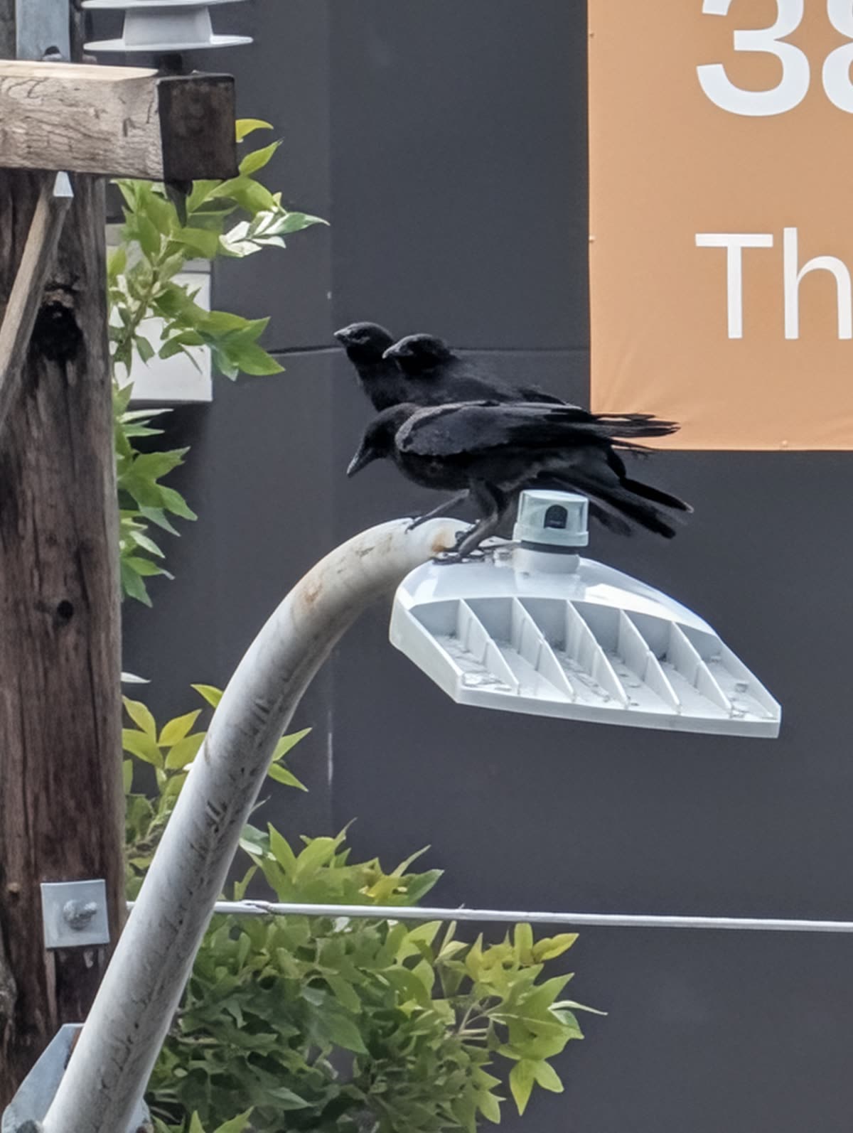 Three crows crowded together on the arm of a streetlight